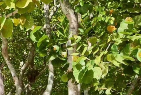 Najotrovnije drvo na svijetu ipak zaštićena vrsta