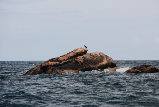 Podvodni organizmi pronašli stanište u ostacima bombi iz II svjetskog rata