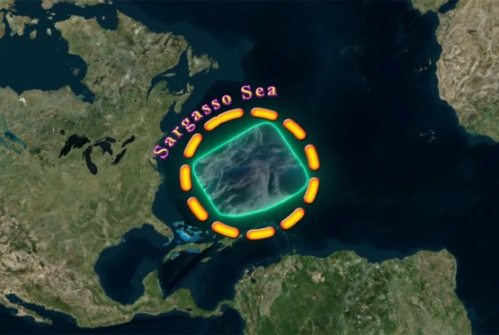 Prirodni fenomen koji fascinira naučnike: Sargaško more bez obale i plaža