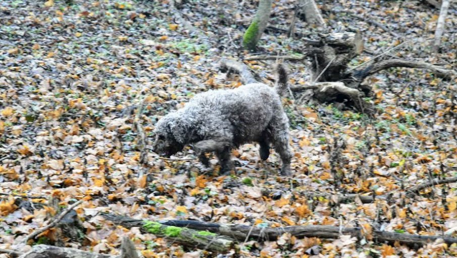 POSAO ZLATA VREDAN: Cena ovog proizvoda ide i do 5.000 evra