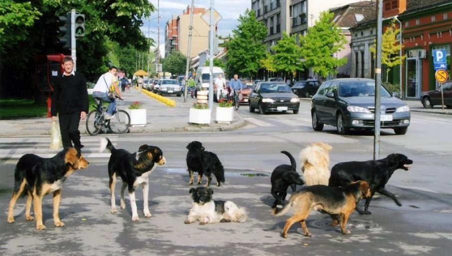Ekipe „Veterine“ započela hvatanje pasa koji nasrću na delu kod škole u Rakovici
