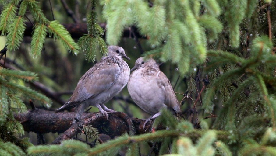 Evo kakvo nas vreme danas očekuje