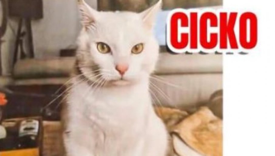 Nestao beli mačor na Voždovcu, vlasnici nude vrednu nagradu