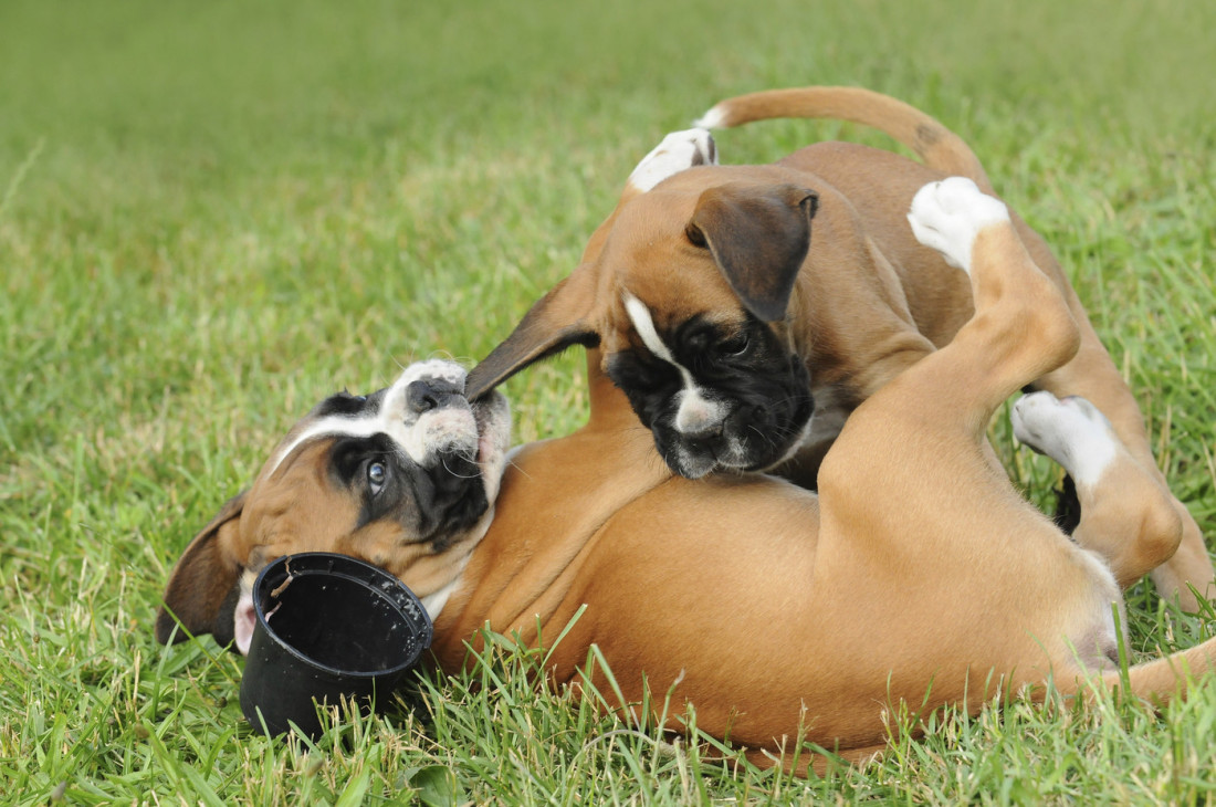 Kako se bezbedno zaustavlja tuča pasa