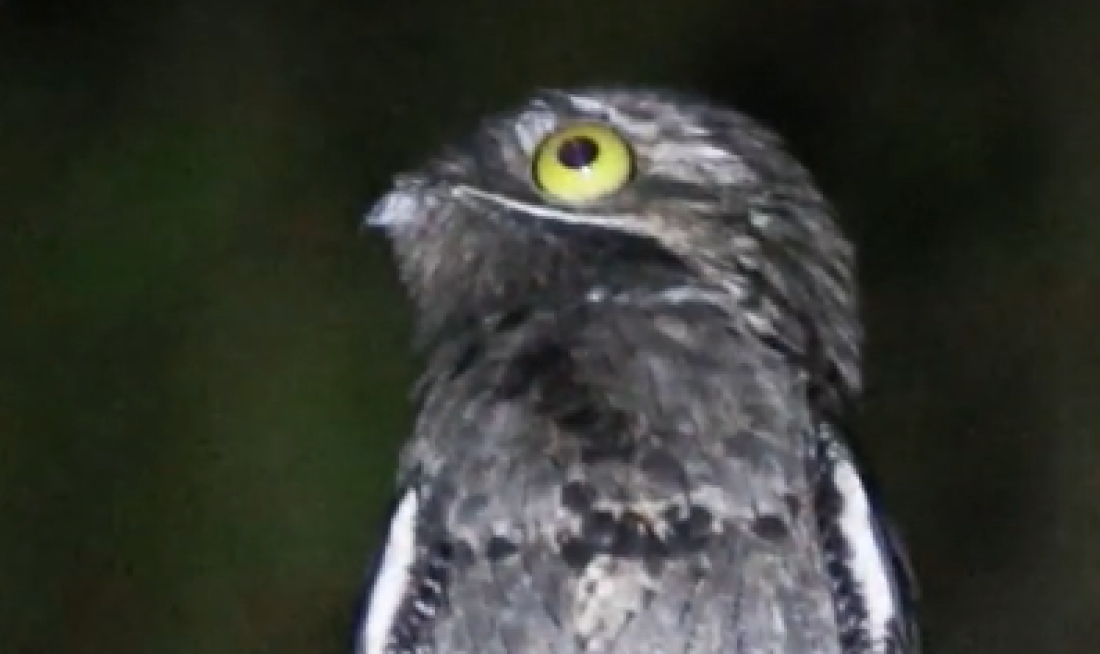 Jeziva ptica koju nazivaju i „šumski duh“