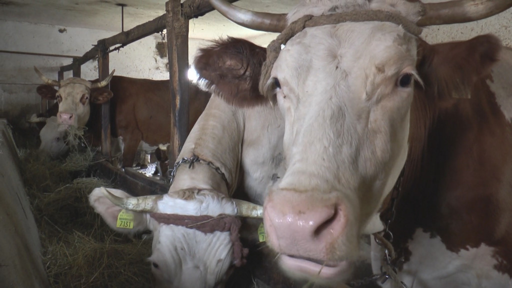 Srbija neće dozvoliti obaranje cene mleka