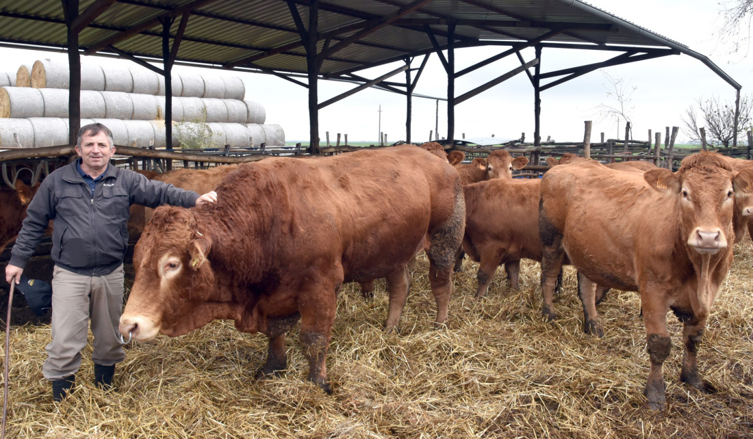 Limuzinke – nova šansa za novu generaciju stočara