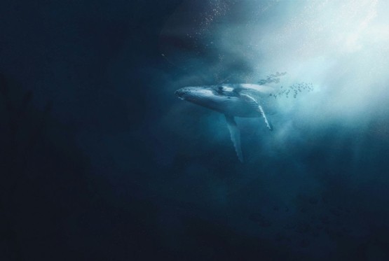 Kitovi i orke nose viruse za koje niko nije ni znao da postoje