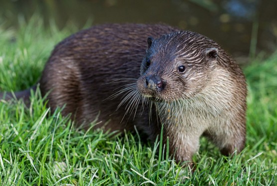 Vidre uništile 25 novih auta u Finskoj, šteta 200.000 evra