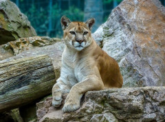 Prvi smrtonosni napad pume u Koloradu posle više od 25 godina