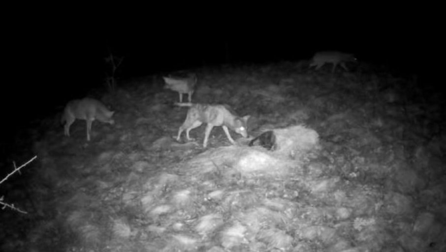 SNIMLjENI VUKOVI KOD BOJNIKA: Zastrašujući prizor na jugu Srbije (VIDEO)