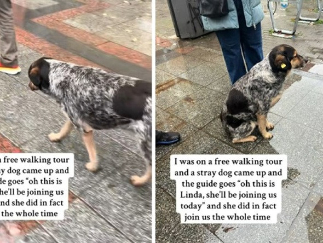 Pas lutalica vodio turiste po Skoplju