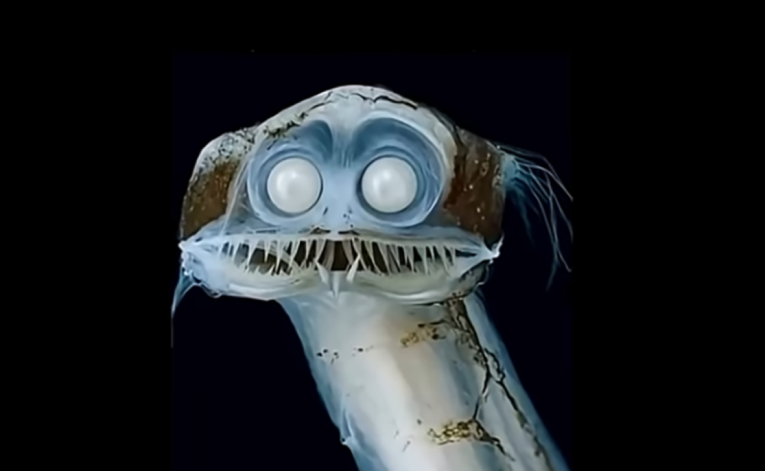 Zanimljivosti o ribi teleskop