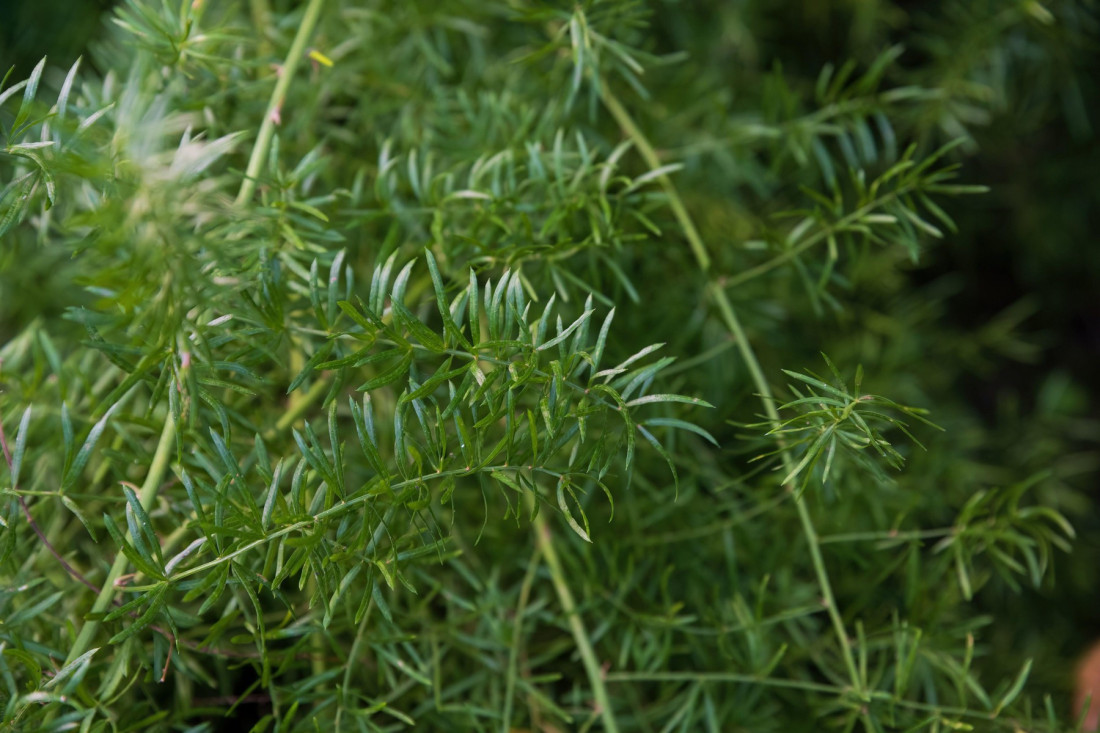 Ova biljka može da donese i 20.000 evra godišnje
