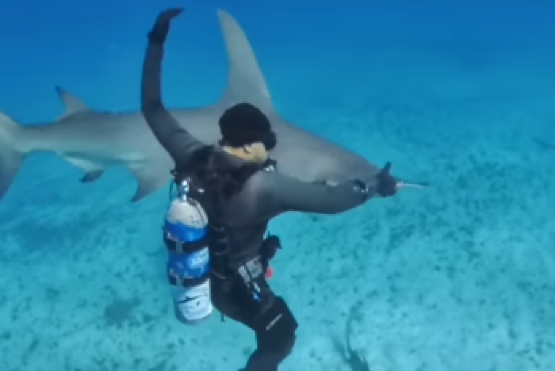 Jedan čovek hrani ajkule u sred okeana