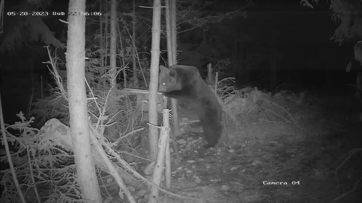 Dva mrka medveda snimljena u šetnji Tarom: Evo kako da se ponašate ako ih sretnete