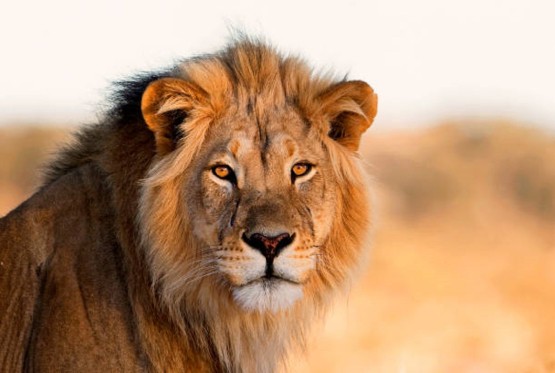 U starom Japanu živjeli su lavovi