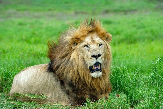 Istraživanje: Lavovi živjeli na teritoriji Japana u dalekoj prošlosti