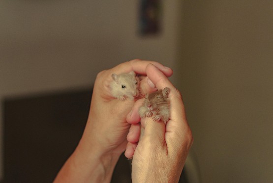 Nova studija: Otkriven gen koji određuje da li je neko dobar ili loš otac