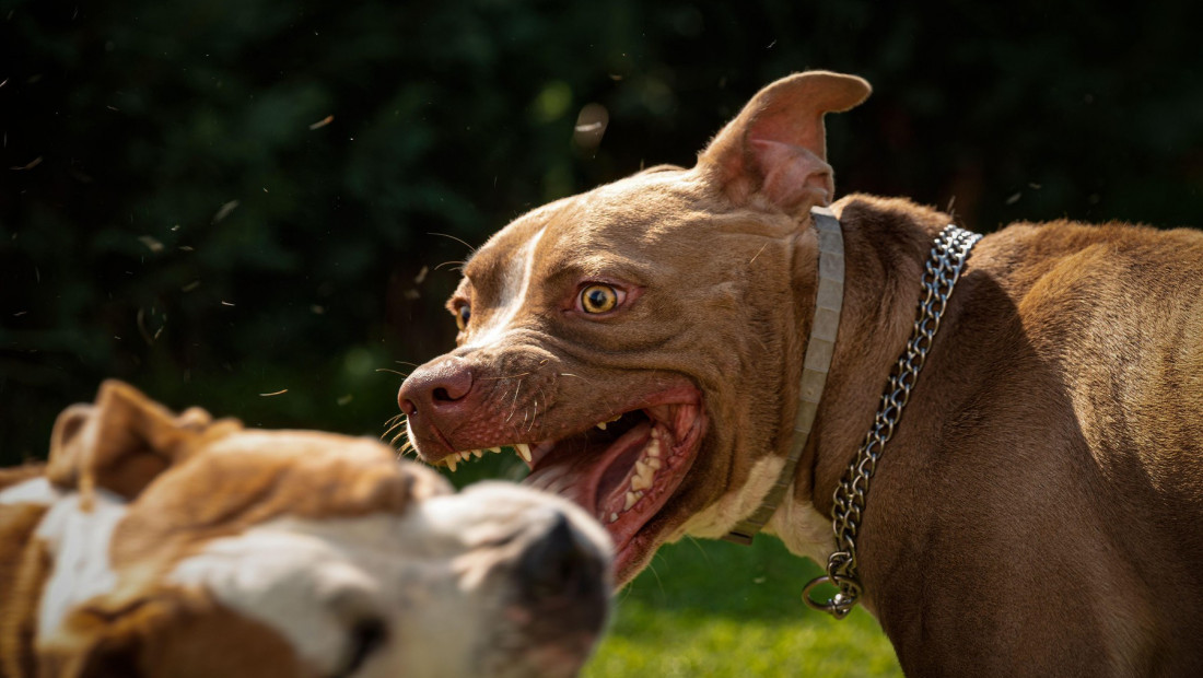Pas u Nišu napao ženu i njenog ljubimca