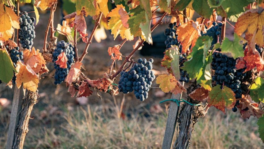 VINOGRADARI, OVO JE REŠENJE: Kako sprečiti sušenje vinove loze