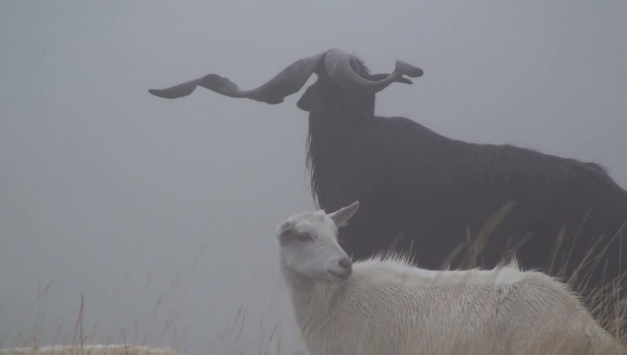 Radovi Radmile Lizdek u Prodajnoj galeriji „Beograd“