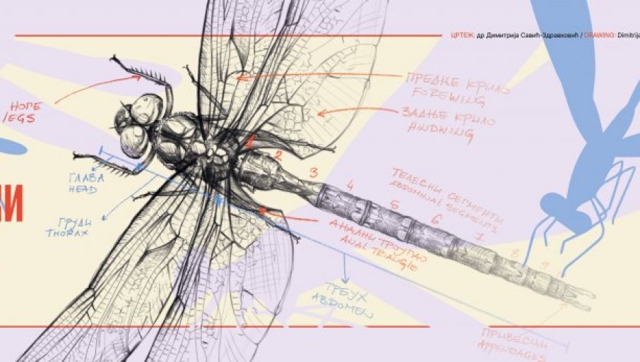 PRODUŽEN LET VILINIH KONjICA: Izložba u Galeriji nauke i tehnike SANU trajaće do 7. marta