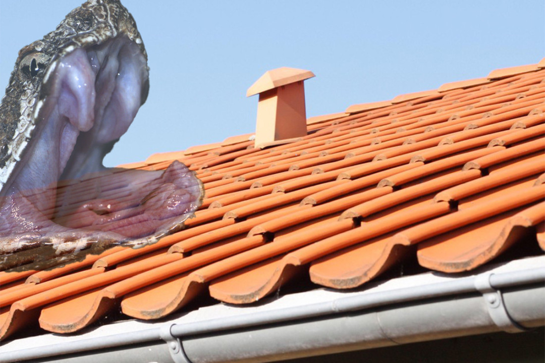 Čuo jezive zvukove sa krova, a onda ugledao zelenu zmiju