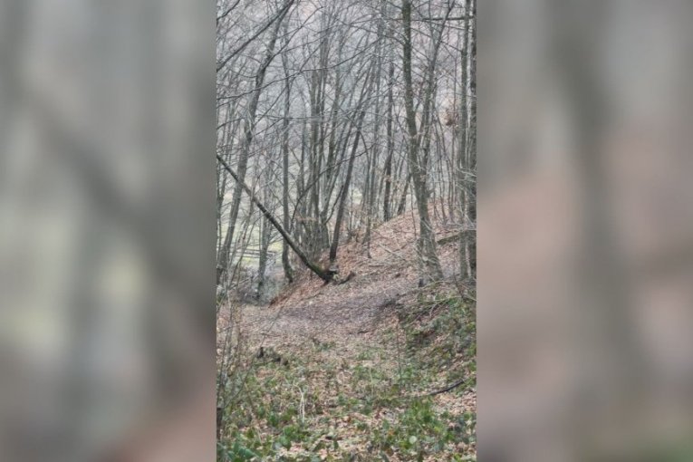 NEVEROVATNA SCENA U ŠUMI KOD IVANJICE! Lovci krenuli u potragu za divljim svinjama pa naleteli na njih