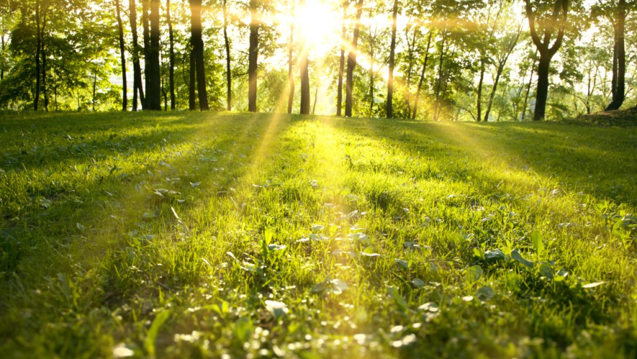 Prava „eksplozija proleća“ i temperatura čak do 20 stepeni