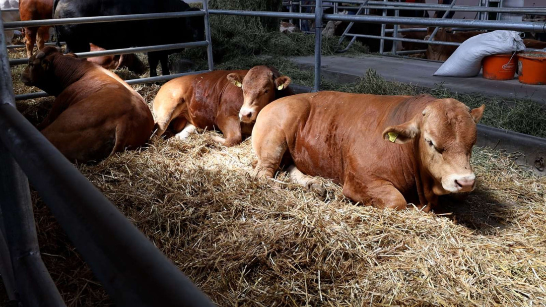 Goveđa žuč vrednija od zlata
