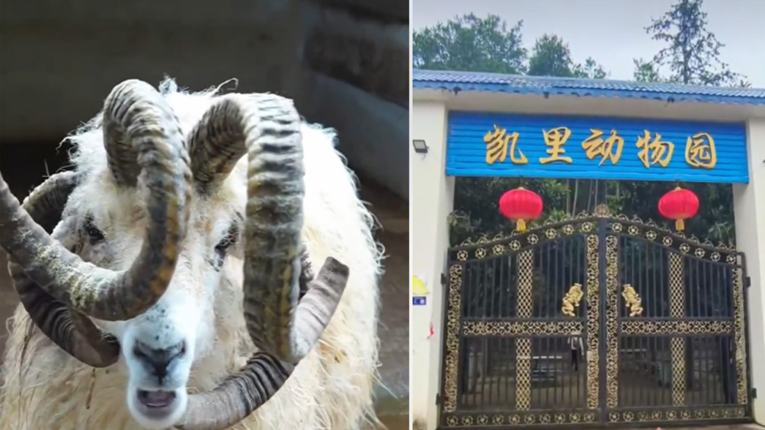 Ova sa četiri roga iz kineskog zoo vrta facinirala svet