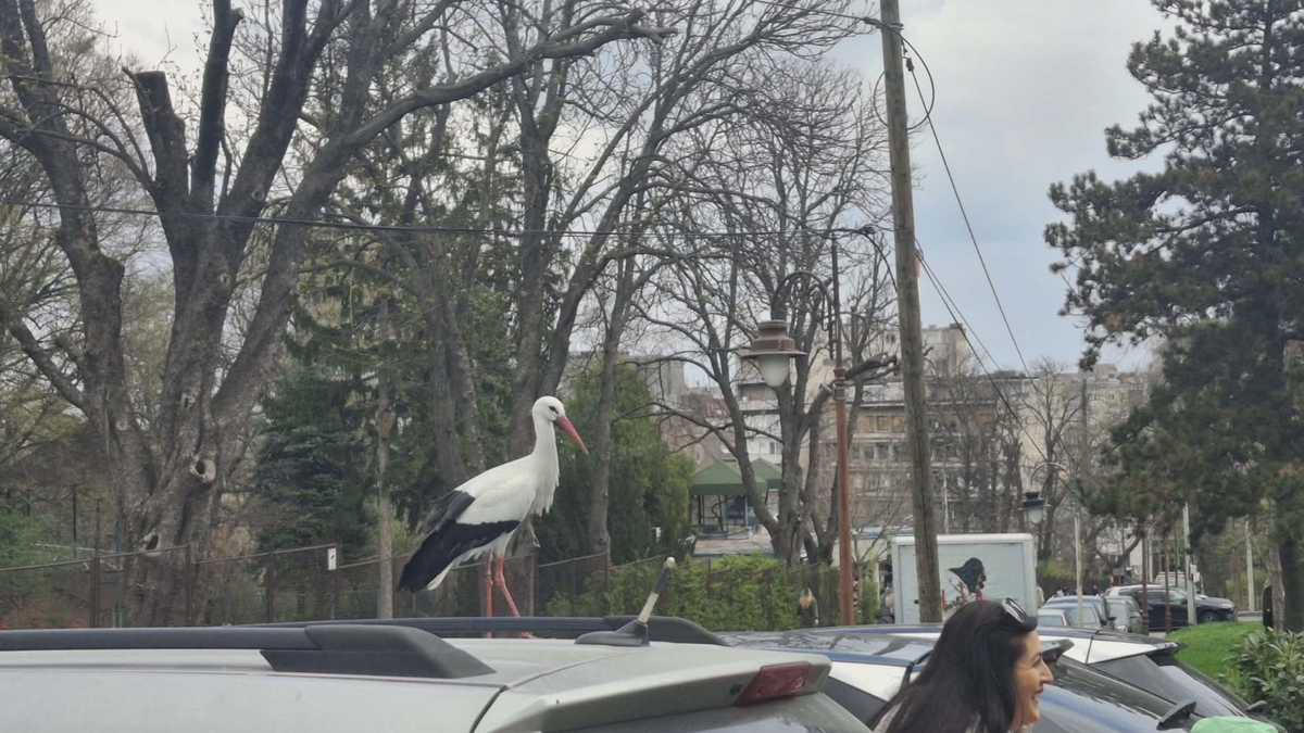 Rode stigle u Beograd, ova lepotica postala je prava atrakcija, usnimljena na Kalemegdanu