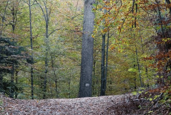 Životinje u BiH žive u klanovima: Nećete pogoditi o kome je riječ