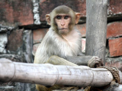 Majmuni jedu zemlju da bi ublažili stomačne tegobe zbog uzimanja brze hrane