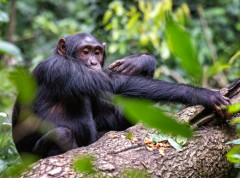 Šimpanze u Ugandi podeljene u smrtonosni sukob koji traje godinama