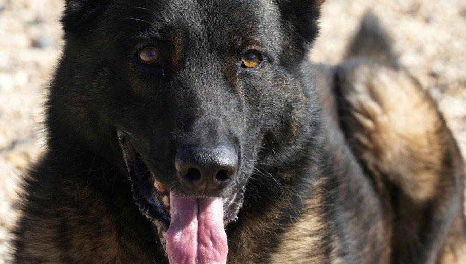 Izujedao devojčicu (5) po glavi i licu, vlasnik uhapšen