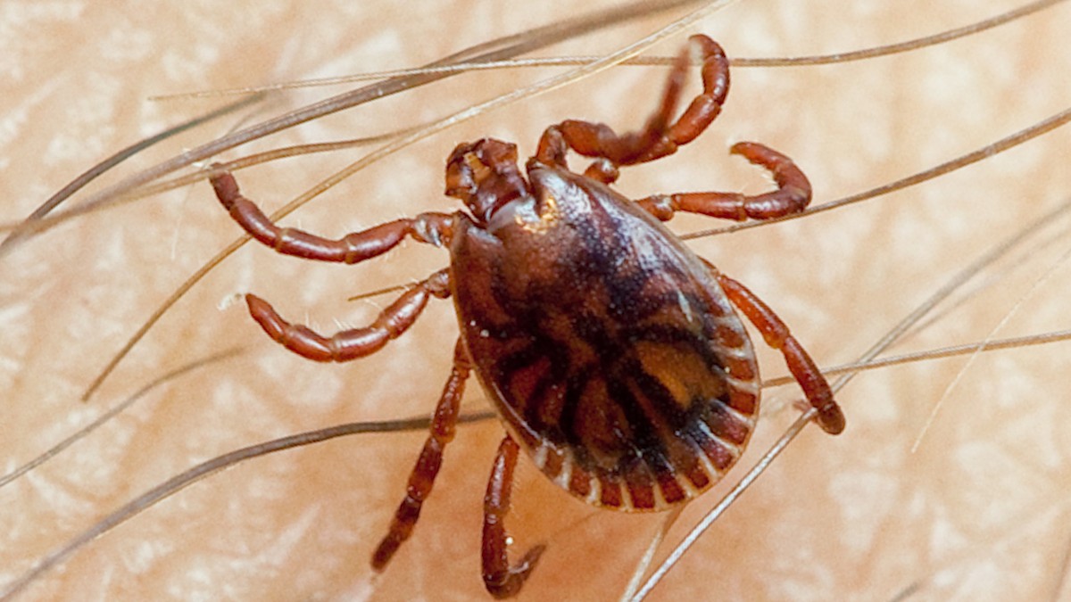 Beograđanka šokirana prizorom posle šetnje sa psom: 20 krpelja na telu kućnog ljubimca