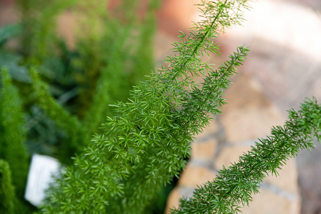 Povrće koje donosi i 20.000 evra po hektaru