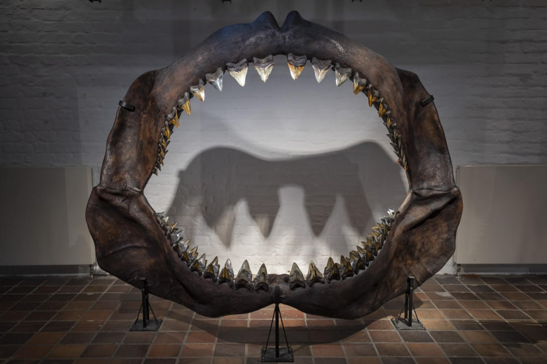 Šesnaestogodišnjak je pronašao ostatke megalodona