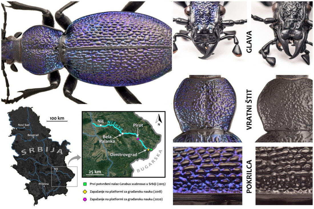 U Srbiji se pojavio ljubičasti trčuljak