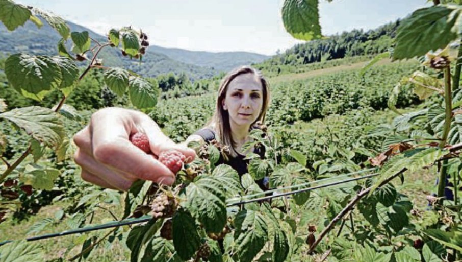 Virus pokvario dobre prognoze o rodu maline! Očekuju se veći prinosi, ali prisustvo patogena pretnja