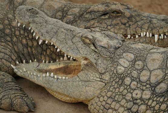 Riješena misterija stara 250 godina: Kako su krokodili preplivali Indijski okean do Sejšela