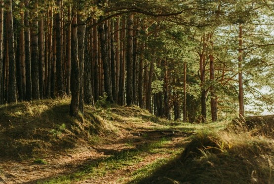 Drveće možda skladišti manje ugljen-dioksida nego što se mislilo