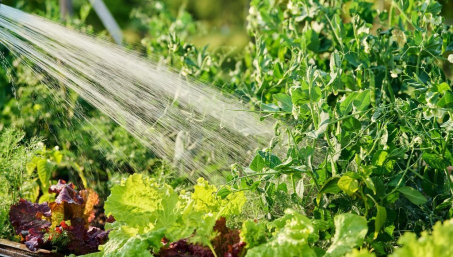 10 saveta kako da zalivate baštu tokom leta i uštedite vodu