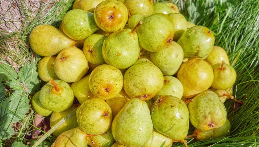 Zašto otpadaju plodovi voćaka pre berbe?