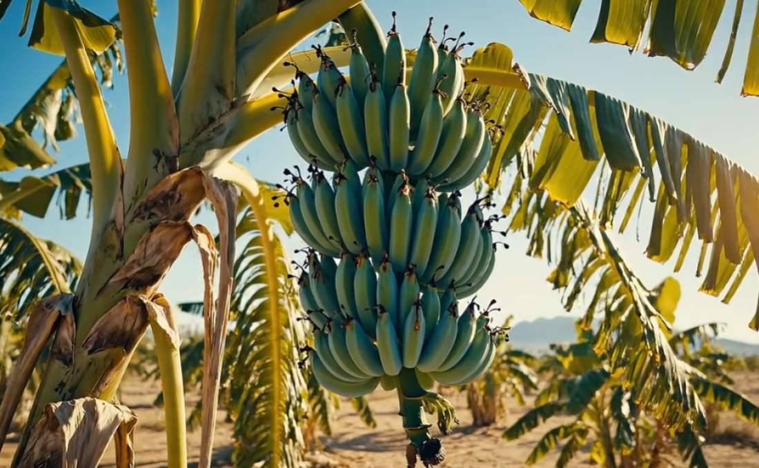 Neobična plava banana iz Azije