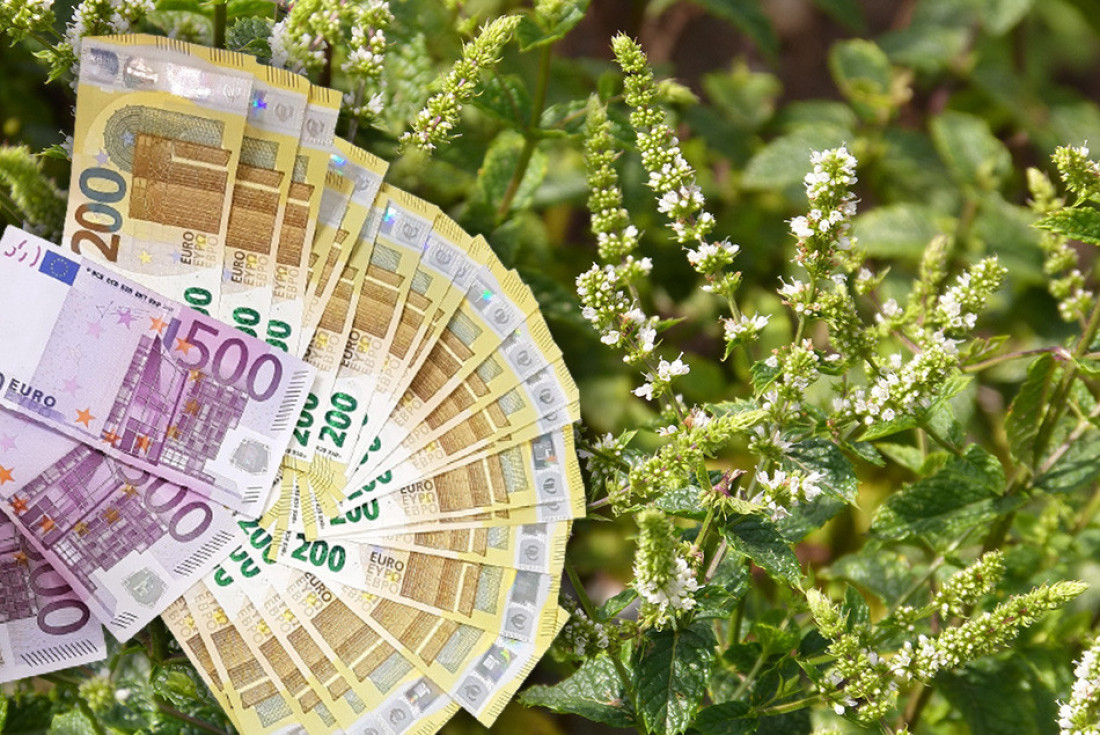 Jedan hektar može da donese pravo malo bogatstvo