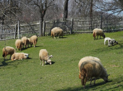 Na području Raške potvrđeno žarište boginja ovaca i koza, Ministarstvo: Sprovedene mere