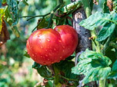 Paradajz skuplji od kilograma svinjetine, a ponegde i teletine